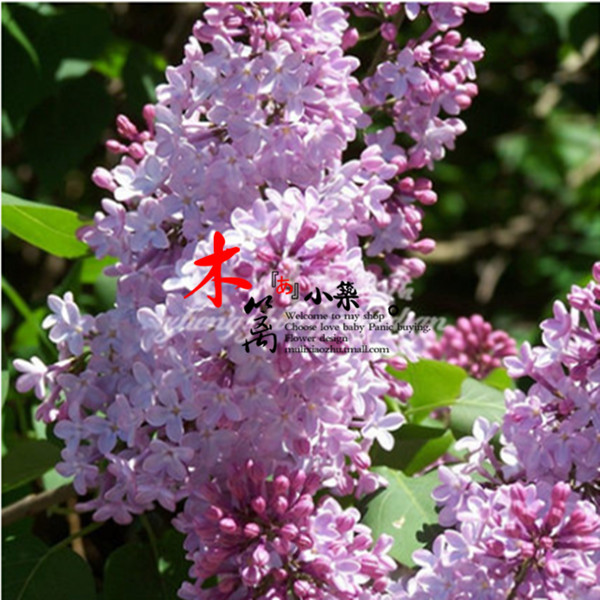 【不丹丁香】庭院盆栽花卉植物 丁香苗 丁香花苗 香味浓厚