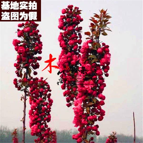 【红玉二号】盆栽花卉苗日本海棠花海棠苗 复色木瓜西府海棠