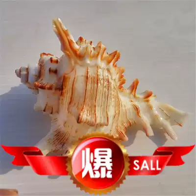 Shattering cm landscaping aquarium fish tank sojourn scallop fish for Shell chrysanthemum Thousand-hand conch natural
