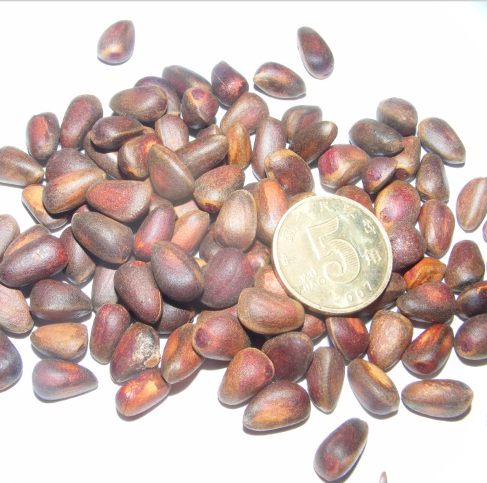 Bulk Special Produce Northeast Little Ciberia Wild Cedon Nuts Dried Skin Thin 500g Distribution bagged