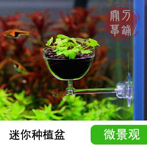  Beauty Easy ETB Water Bonsai Water Grass in Landscaping Basin Jar in Miniature Landscape