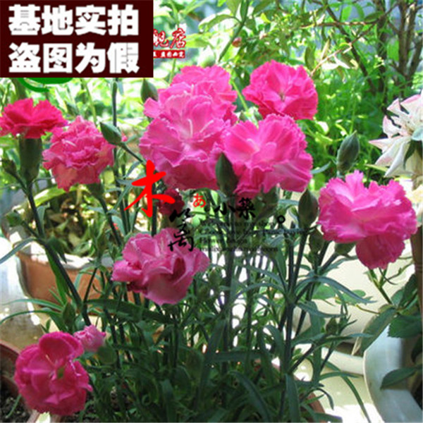 【水粉色17】康乃馨大花石竹花卉香草阳台桌面盆栽植物绿植