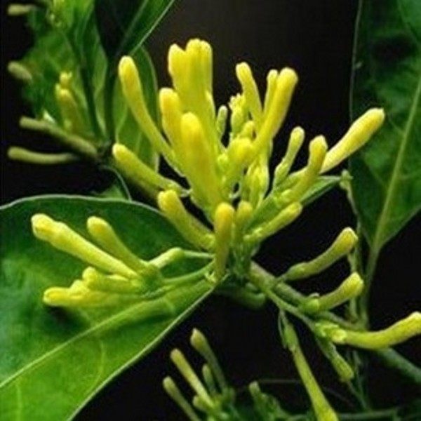 �̴�ҹ������