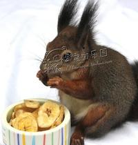 Huangshan Squirrel Chinchilla Sugar Glider Chipmunk Food Banana Chips and Health Supplements (100g)