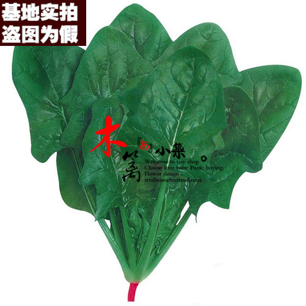 【日本超能菠菜17】美国贵族大叶菠菜 圆叶菠菜 尖叶菠菜