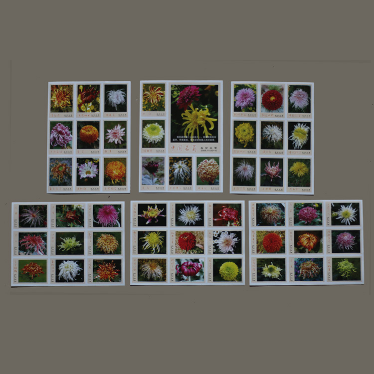 Spark Collection S132 Changsha Firewood Factory China Name Chrysanthemum China 50 Flowers Chrysanthemum 50 All-1