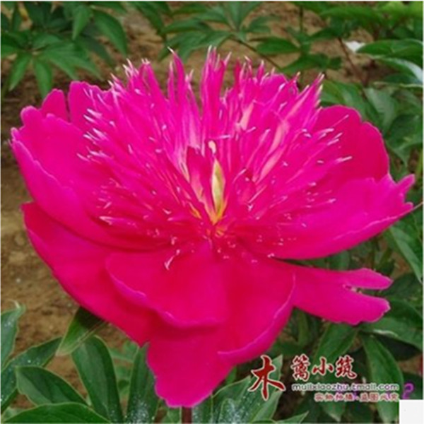 多年生 芍药根块【针刺莲】带芽芍药种根 芍药花苗 当年开花