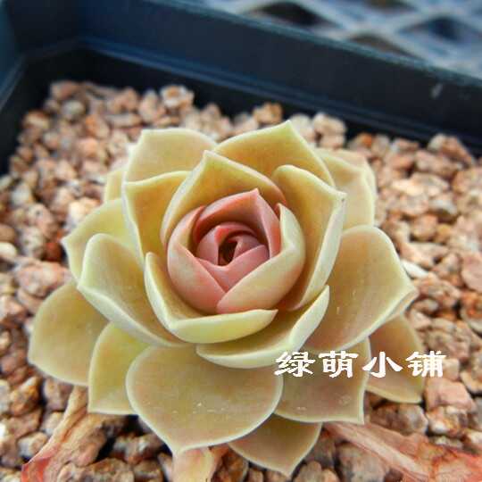绿萌小铺多肉种子景天多肉植物种子金明灭echeveria Calycosa