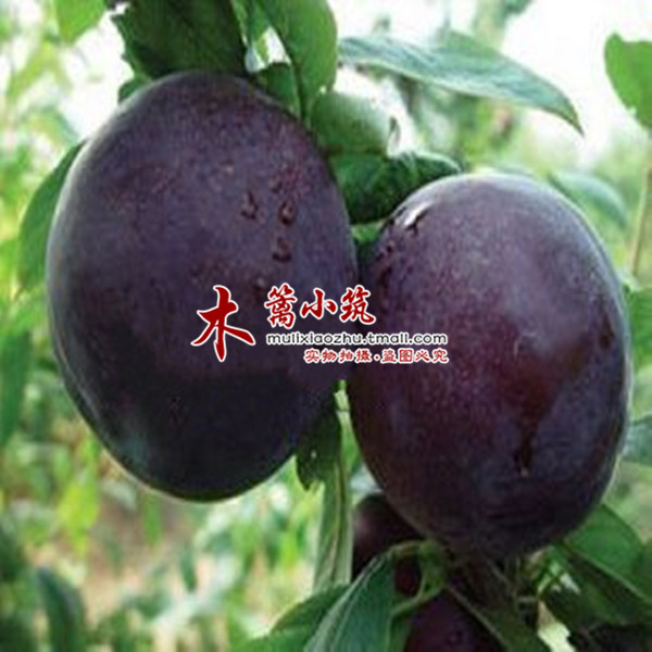 【风味玫瑰李】阳台庭院盆栽地栽嫁接李子苗 南北方皆适宜促消化