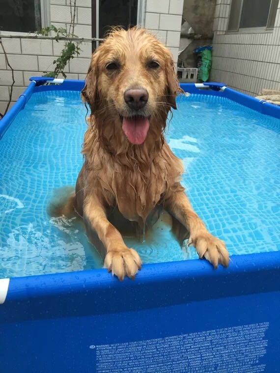 Dog Bathtub Foldable Bathtub Golden Retriever Summer Pet Stand Swimming Pool Bathtub Large Dog Teddy Cat
