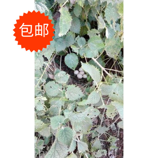 Mountain forest natural breeding ground eggs Peasant Loose Earth eggs Chai eggs Eggs Bulky Eggs 30