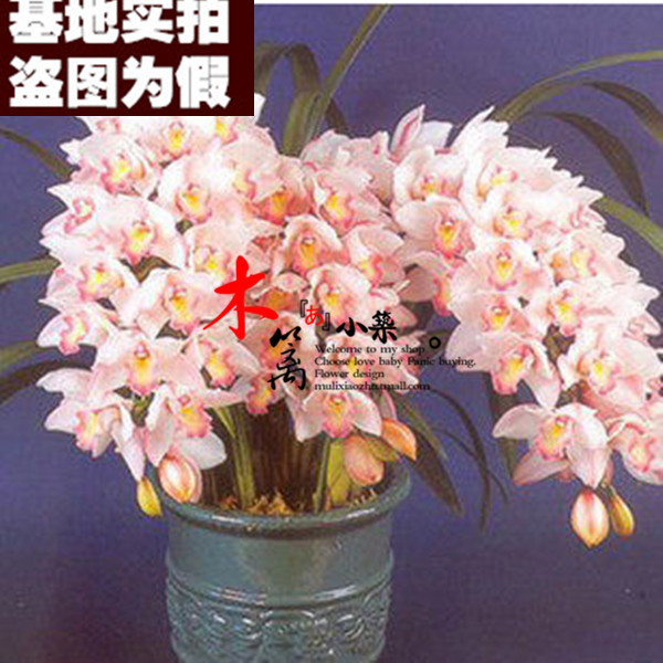 【天使微笑17】盆栽花卉兰花苗大花蕙兰蝉兰虎头兰【30粒装】