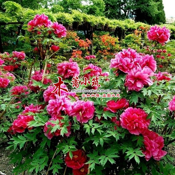 精品盆栽 庭院蓝色 牡丹花苗【火炼金丹】极其珍贵