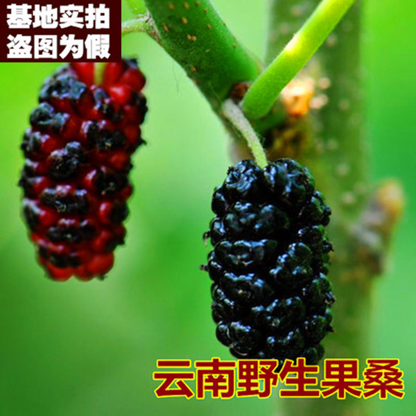 【云南野生果桑15】桑树 超级果桑苗 阳台庭院地栽盆栽苗