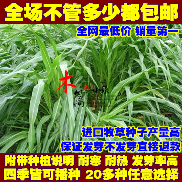 牧草 黑麦草紫花苜蓿菊苣墨西哥玉米南北方多年生黑麦草牧草包邮