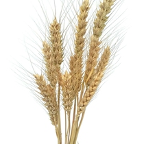 Natural wheat ear dried flower bouquet pastoral wheat DIY decoration gift shooting props dried flower real flower wheat