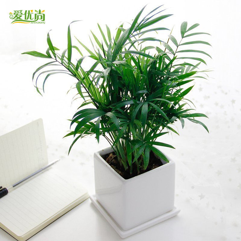 ����������Ҭ������Ҭ��