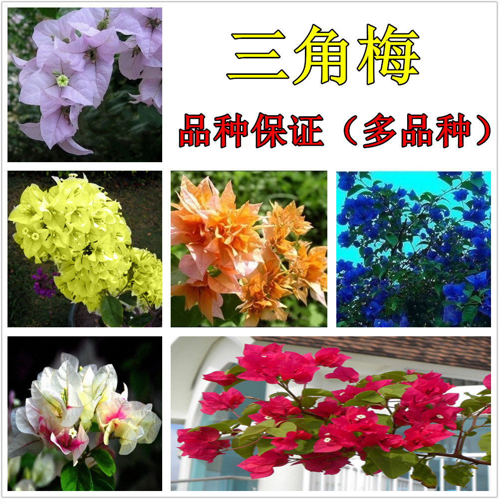 盆栽花卉藤本三角梅盆栽苗盆景 观花植物花苗三角梅重瓣大苗