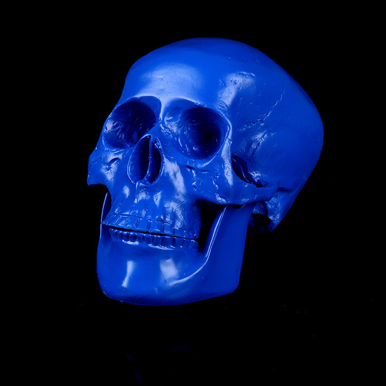 Simulation Resin Skull Skull Model Medical Teaching Movie Scene Placement Props Medical Blue