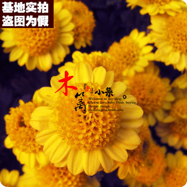 【皇帝17】小菊花 小雏菊 草莓雪糕 花卉盆栽 菊花 塔苏舞蹈