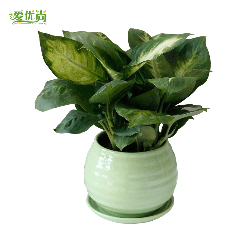 ������С�辰00054