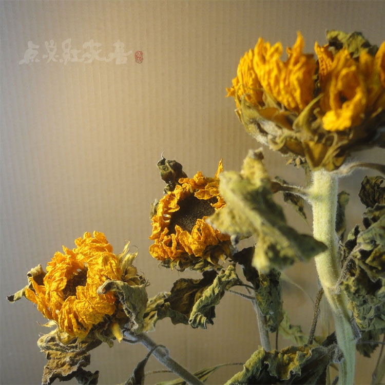 (Golden Sunflowers) Natural dried flowers Real flowers Sunflower photography Wedding placement Decorative flower arrangement