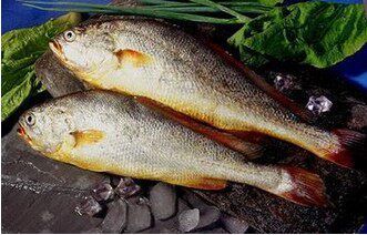 Direct to deep-sea big yellow fish fresh sea-fishing for yellow floras 550 gr 1 bar