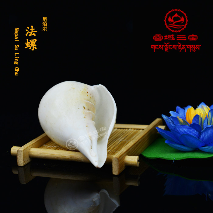 Tibetan Buddhist Offerings Conch Dharma Snail Eight Offerings Conch Buddha's First Eight Offerings Selected