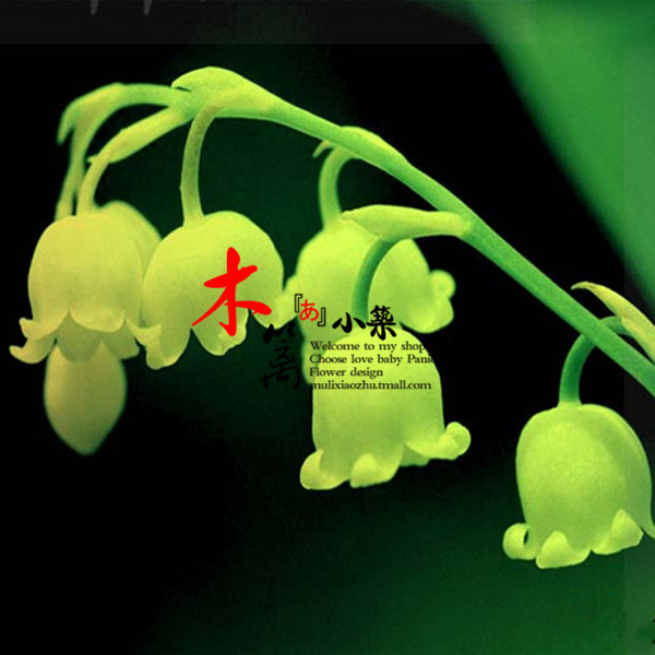 【金色阳光】盆栽花卉室内庭院香型铃兰花苗根大种根防辐射吸甲醛