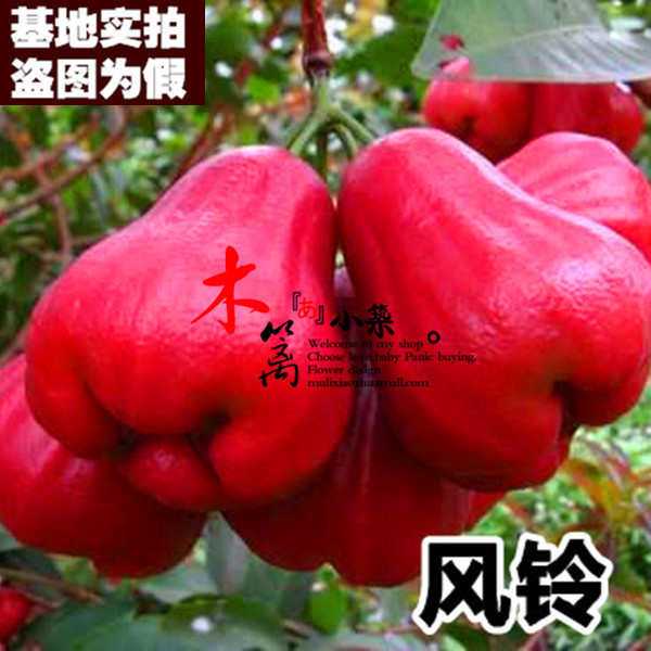 风铃15 盆栽地栽巴掌莲雾飞弹苗品种齐全南方北方种植