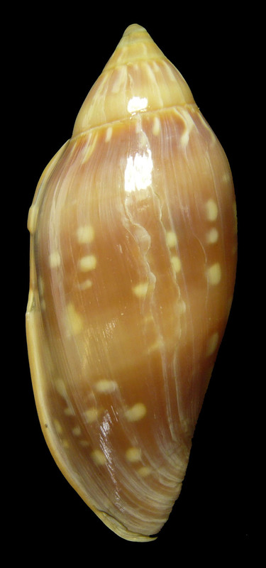 White Cloud Valley Rice Snail Marginella Desjardini
