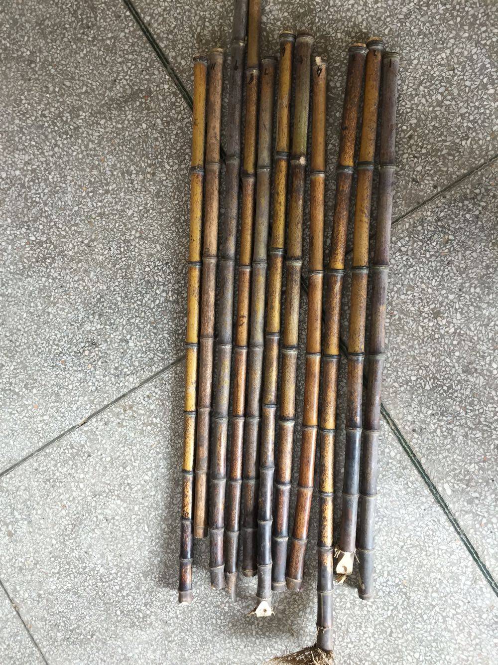 The Gyeonghu burden is expected to be a