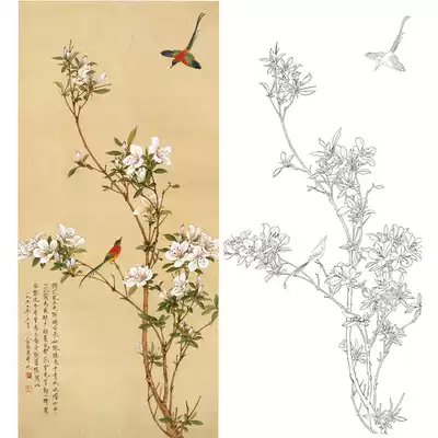 Meticulous painting and white drawing draft Yu Zhizhen Rhododendron with Hua Feng original large physical print 41*89 with color pattern 134t