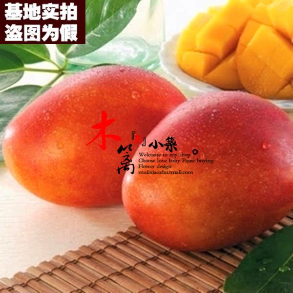 【台茅15】室内外庭院盆栽地栽芒果花苗 芒果树 南北方种植