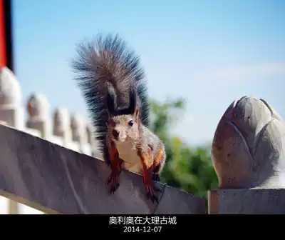 (Oreo) Squirrel supplies, diarrhea, dyspeptic pups, standing with instructions