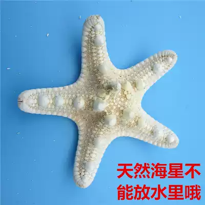 Natural conch shell large five-finger natural overlord starfish Mediterranean platform decorations wall ornaments collection