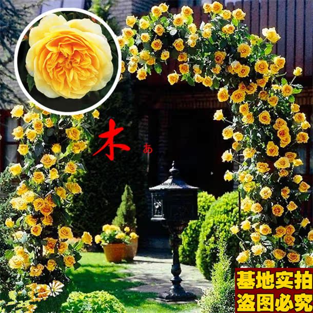 【黄金贵族17】四季蔷薇花苗赛玫瑰蔷薇牡丹苗植物【50粒装】