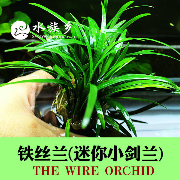 Iron yucca ornamental fish tank water grass lazy artificial landscape mini small gladiolus novice water grass water and land tank decoration