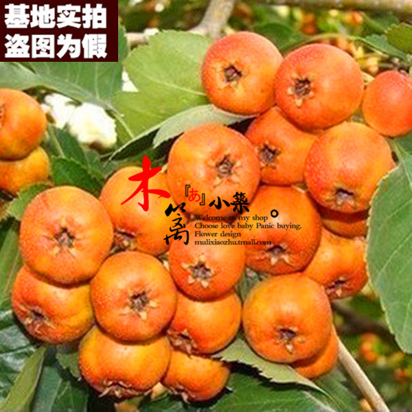 【嫣红15】盆栽地栽 山楂樹苗 山楂樹 山楂苗 山楂花苗嫁接苗