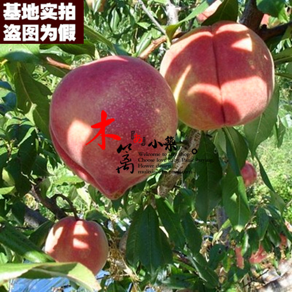 【丽江雪桃15】盆栽地栽花苗盆栽桃樹苗嫁接苗水蜜桃油桃苗