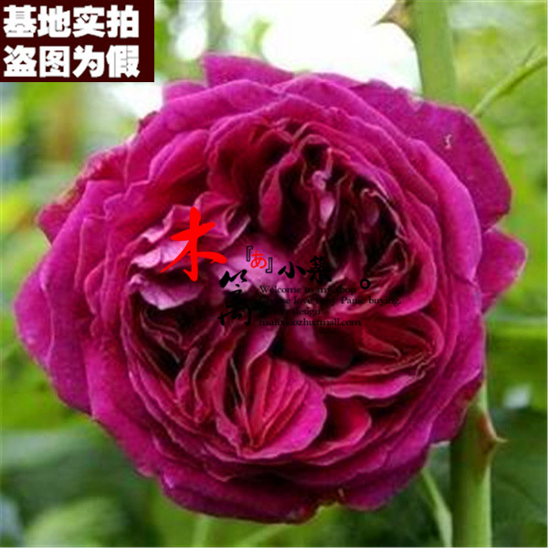 【红色伊甸园16】欧月藤本月季苗 盆栽地载爬藤攀援蔷薇玫瑰花苗