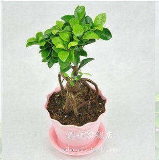 小型人参榕树盆景用什么样的花盆来养呢?