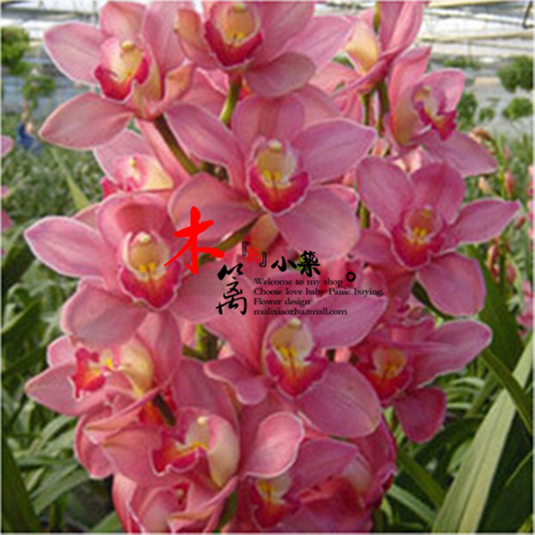 【粉衣】盆栽花卉兰花苗大花蕙兰蝉兰虎头兰当年开花大花惠兰