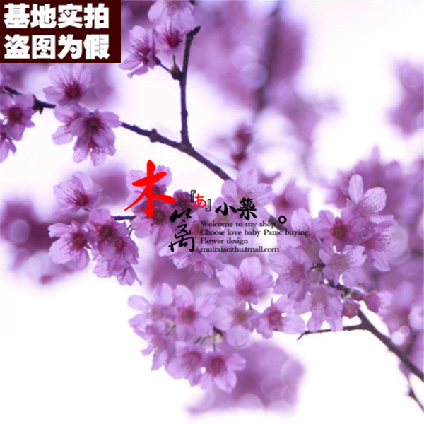 【紫璞16】庭院植物 日本樱花苗 樱花苗木盆栽/地栽 樱花花苗