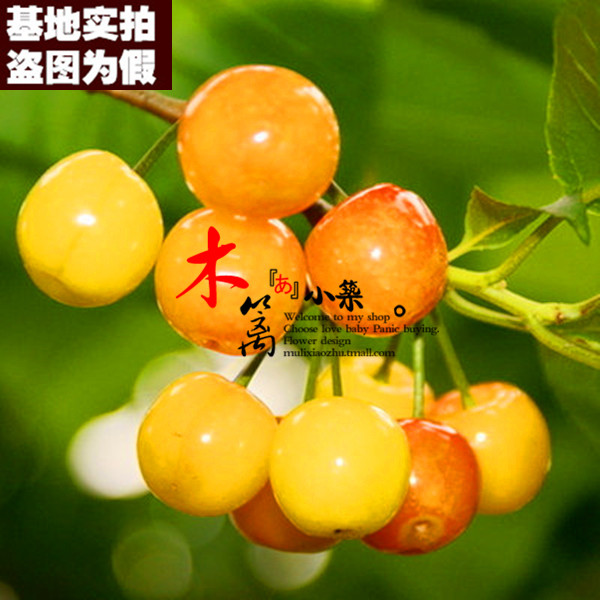 【黄灯笼15】盆栽地栽车厘子樱桃苗嫁接苗当年结苗全国适宜