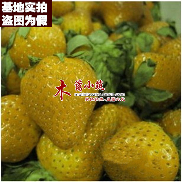 【杏莓17】盆栽花卉草莓 阳台盆栽地栽 庭院栽种四季草莓