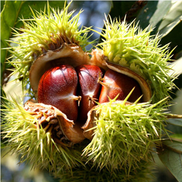 【郯城油栗】板栗苗 栗子苗 阳台庭院盆栽地栽苗 全国适宜当年结