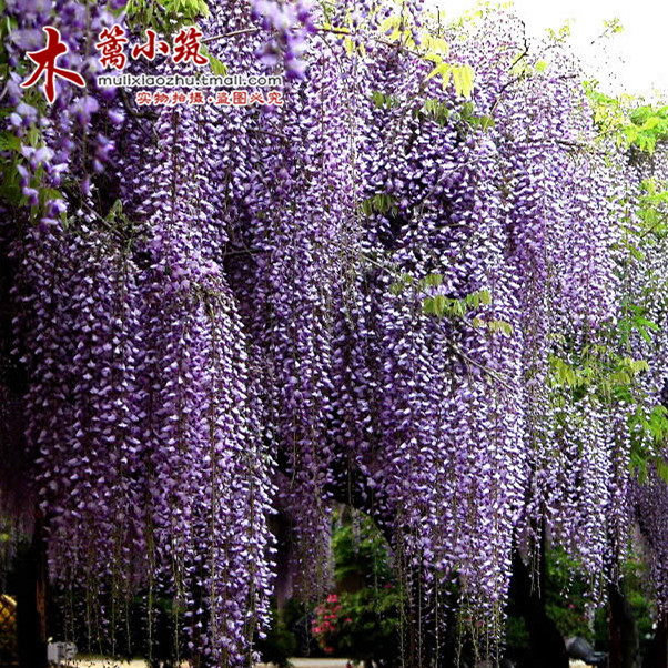 庭院花卉 杜鹃紫藤苗 紫藤花苗紫藤苗爬藤植物攀援速度快紫藤苗