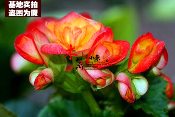 【日本海棠16】盆栽花卉苗日本海棠花海棠苗 复色木瓜西府海棠