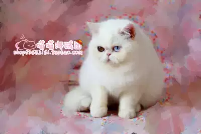 Pure CFA pedigree pure white mother exotic short-hairy cat (Garfield) with certificate has arrived in new home in Guangzhou